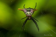 Micrathena militaris