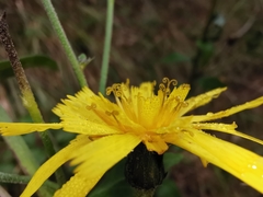 Hieracium virgultorum