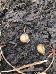 Webbhelix multilineata