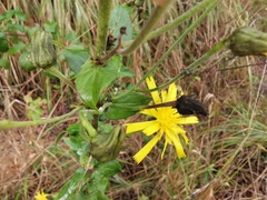 Hieracium virgultorum