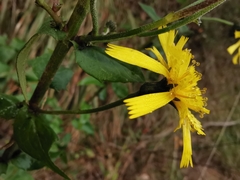 Hieracium virgultorum