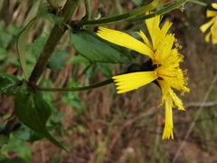 Hieracium virgultorum