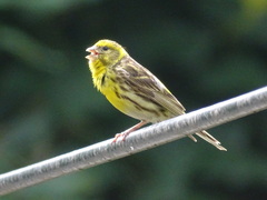 European Serin photo 5