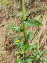 Hieracium virgultorum