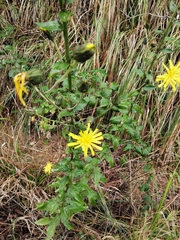 Hieracium virgultorum