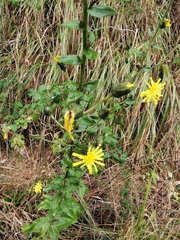 Hieracium virgultorum