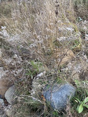 Lithospermum parviflorum