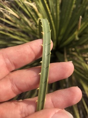 Dasylirion leiophyllum