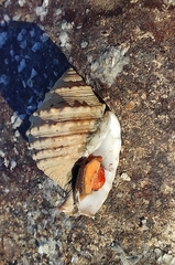 Galeodea echinophora