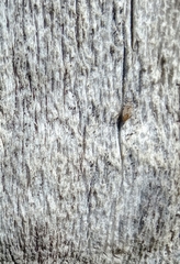 Nysius irroratus