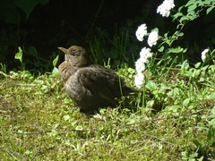 Turdus merula