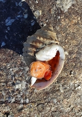 Galeodea echinophora