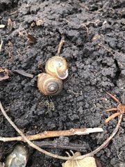 Webbhelix multilineata