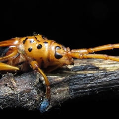 Chydarteres dimidiatus