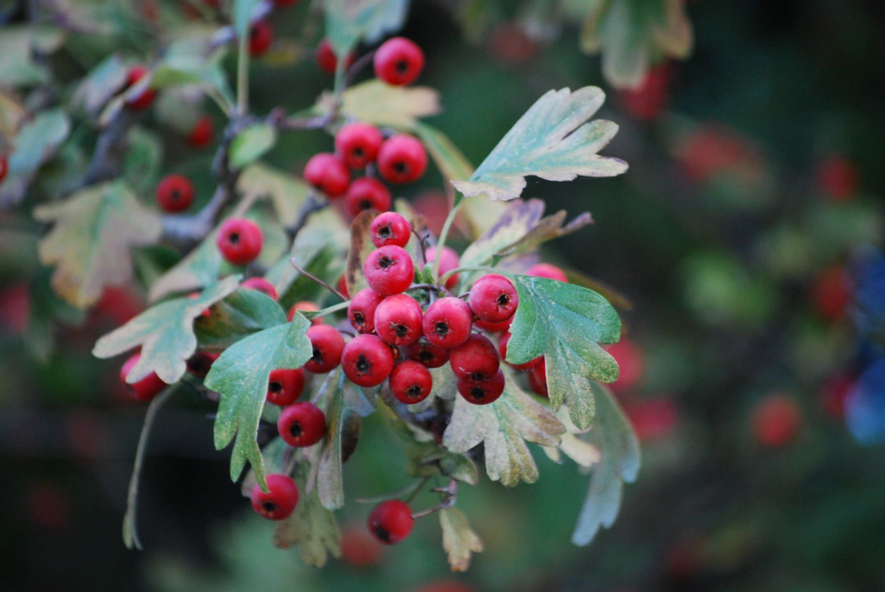 Common Hawthorn