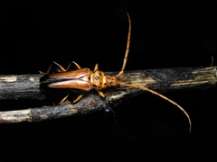 Chydarteres dimidiatus