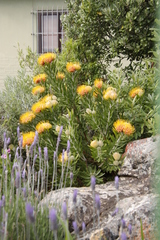 Leucospermum erubescens