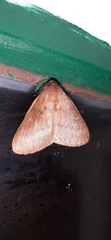 Phyllalia thunbergii