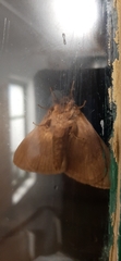 Phyllalia thunbergii