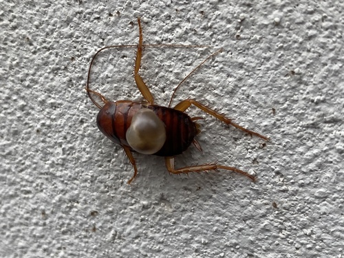 Photo of American Cockroach (Periplaneta americana)