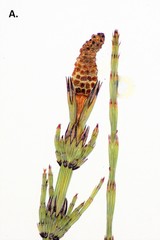 Equisetum × litorale