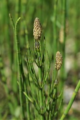 Equisetum × litorale