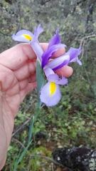 Iris xiphium