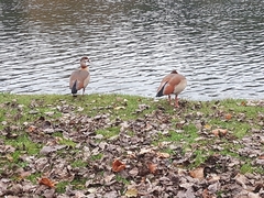 Alopochen aegyptiaca