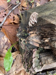 Steccherinum bourdotii