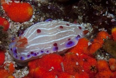 Hypselodoris capensis