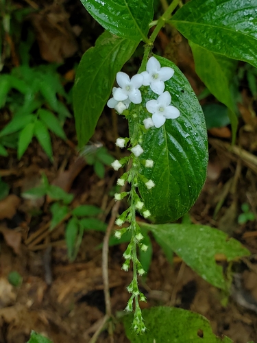 Gonzalagunia hirsuta