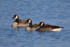 Branta canadensis parvipes