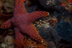 Callopatiria formosa