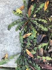Taraxacum officinale