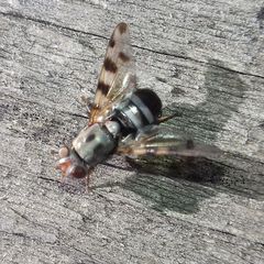 Ceroxys