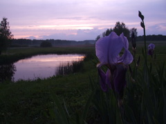 Iris × hybrida