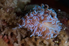 Phyllodesmium horridum