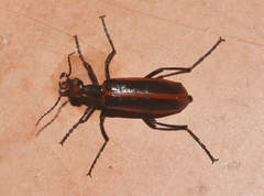 Pyrota akhurstiana