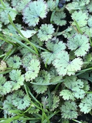 Hydrocotyle moschata