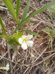 Crabbea ovalifolia