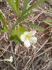 Crabbea ovalifolia