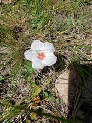 Pavonia glechomoides