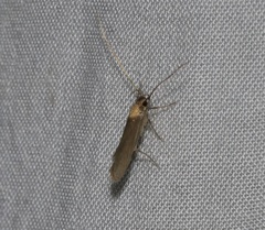 Tegenocharis tenebrans