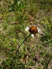 Helenium radiatum