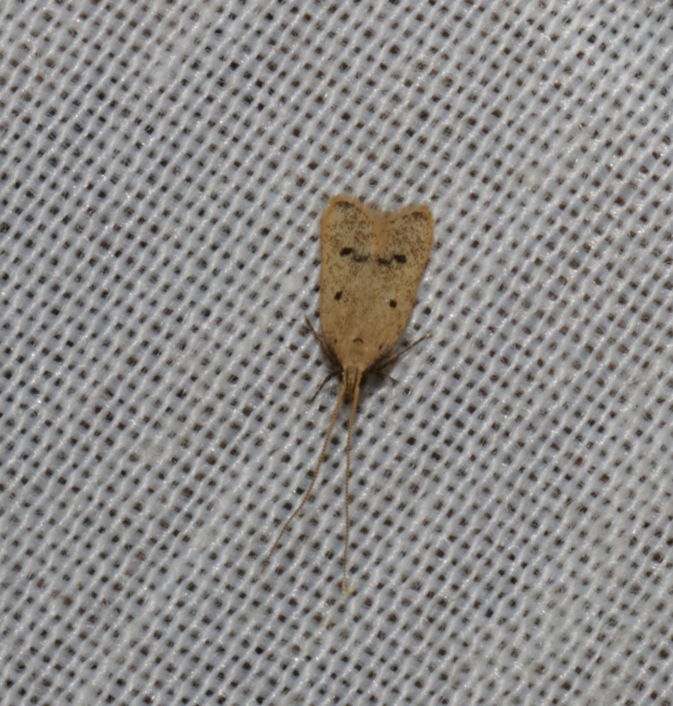 Lecithocera aulicousta