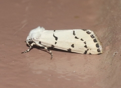 Grotella binda