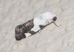 Tarache tetragona