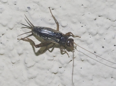 Neonemobius mormonius