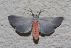 Pygarctia murina