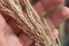 Muhlenbergia emersleyi